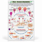 Mucor Chart